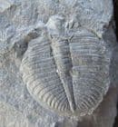 OGYGIOCARELLA MOULT - ORDOVICIAN, SHROPSHIRE.