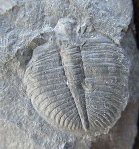 OGYGIOCARELLA MOULT - ORDOVICIAN, SHROPSHIRE.