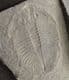 OGYGIOCARELLA SHOWING THE HYPOSTOME - ORDOVICIAN, SHROPSHIRE.