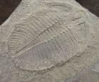 OGYGIOCARELLA SHOWING THE HYPOSTOME - ORDOVICIAN, SHROPSHIRE.
