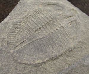 OGYGIOCARELLA SHOWING THE HYPOSTOME - ORDOVICIAN, SHROPSHIRE.