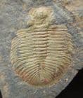 OGYGIOCARELLA - THE EARLIEST FIGURED TRILOBITE - ORDOVICIAN, SHROPSHIRE.