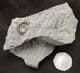 ONE DARK AND ONE LIGHT COLOURED AMMONITE- JURASSIC, LYME REGIS.