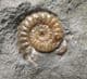 ONE DARK AND ONE LIGHT COLOURED AMMONITE- JURASSIC, LYME REGIS.