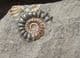 ONE DARK AND ONE LIGHT COLOURED AMMONITE- JURASSIC, LYME REGIS.