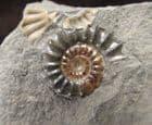 ONE DARK AND ONE LIGHT COLOURED AMMONITE- JURASSIC, LYME REGIS.