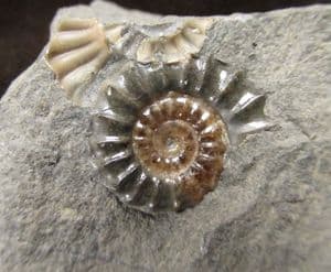 ONE DARK AND ONE LIGHT COLOURED AMMONITE- JURASSIC, LYME REGIS.