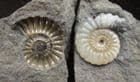 OPALESCENT CALCITE AMMONITE 'POPPER' - JURASSIC, LYME REGIS.
