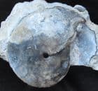 OPELLIA ( OXYCERITES) FALLAX - JURASSIC, DORSET.