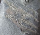OPHIUROIDS - ORDOVICIAN, MOROCCO.