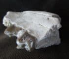 OREODONT - PART OF LOWER JAW WITH TEETH - OLIGOCENE, SOUTH DAKOTA.
