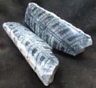 ORTHOCERAS - CUT AND POLISHED HALVES - DEVONIAN, MOROCCO.