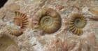 OWENITES EGREDIENS - TRIASSIC, TIMOR.