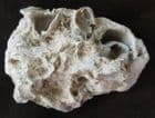 OYSTER 'BANK' - JURASSIC, OXFORDSHIRE.