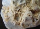 OYSTER SHELL WITH MARINE WORM ENCRUSTATION - JURASSIC, OXFORDSHIRE.