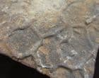 PALEODICTYON SP. - MOIDDLE EOCENE, SPAIN.