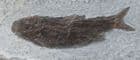 PARALEPIDOTUS ORNATUS - UPPER TRIASSIC, AUSTRIA.