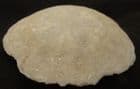 PARASCUTELLA FAUJASI - MIOCENE, FRANCE.