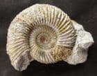 PARKINSONIA DENSICOSTATA - JURASSIC, DORSET.
