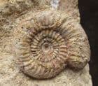 PARKINSONIA DORSETENSIS - JURASSIC, DORSET.