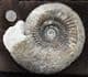 PARKINSONIA  (DUROTRIGENSIA) BRADSTOCKENSIS - JURASSIC, DORSET.