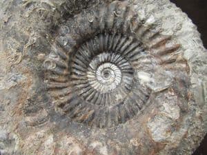 PARKINSONIA  (DUROTRIGENSIA) BRADSTOCKENSIS - JURASSIC, DORSET.