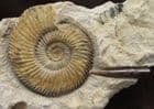 PARKINSONIA (DUROTRIGENSIA) BRADSTOCKENSIS - JURASSIC, DORSET.