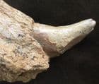 PARTIAL CAVE BER JAW WITH CANINE TOOTH - PLEISTOCENE, AUSTRIA.