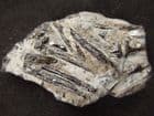 PARTIAL FISH - GAULT CLAY, FOLKESTONE, KENT.
