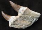 PARTIAL MOSASAUR JAW WITH 2 PERFECT TEETH WITH ROOTS - UPPERMOST CRETACEOUS, MOROCCO.