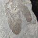 PARTIALLY EATEN COCKROACH - LATE JURASSIC / EARLY CRETACEOUS, CHINA.