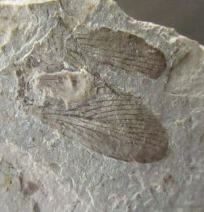 PARTIALLY EATEN COCKROACH - LATE JURASSIC / EARLY CRETACEOUS, CHINA.