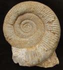 PASSENDORFIA BIMENSDORFENSIS - JURASSIC, FRANCE.