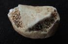 PATELLA FROM AN EARLY PLEISTOCENE WOLF - SOMERSET.