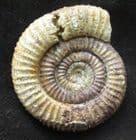 PATHOLOGICAL DACTYLIOCERAS HOLLANDREI - JURASSIC, SOMERSET.