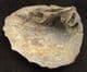PATHOLOGICAL TRIGONIA - JURASSIC, PORTUGAL.