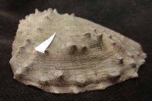 PATHOLOGICAL TRIGONIA - JURASSIC, PORTUGAL.