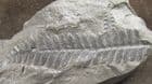 PECOPTERIS - CARBONIFEROUS, FRANCE.