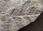 PECOPTERIS SP. - CARBONIFEROUS, FRANCE.