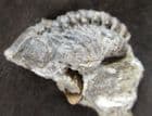 PEDINOPARIOPS CEUTHONYMUS SHOWING FANTASTIC EYES - DEVONIAN, FRANCE.