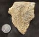 PENTACRINITES DARGNIESI - JURASSIC, SWITZERLAND.