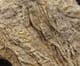 PENTACRINITES DARGNIESI - JURASSIC, SWITZERLAND.