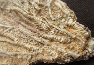 PENTACRINITES DARGNIESI - JURASSIC, SWITZERLAND.
