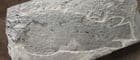 PENTLANDIA MACROPTERA - DEVONIAN, ORKNEY.