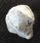 PENTREMITE SP. - CARBONIFEROUS, INDIANA, USA.
