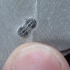 PERFECT AGNOSTID TRILOBITE FROM THE MIDDLE CAMBRIAN OF UTAH, USA.