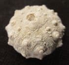PERFECT HEMICIDARIS - JURASSIC, FRANCE.