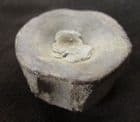PERFECT ICHTHYOSAUR VERTEBRA - TOARCIAN, NANCY, FRANCE.
