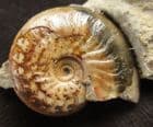 PERFECT JUVENILE LEIOCERAS OPALINUM - JURASSIC, DORSET.