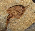 PERFECT SOLUTE - ORDOVICIAN, CZECH REPUBLIC